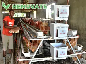 A Type Chicken Cages