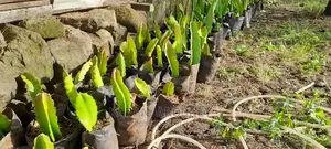 Dragon Fruit Seedlings