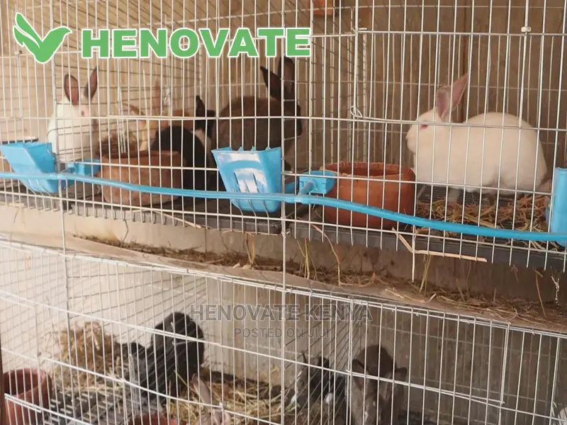 Rabbit Cages