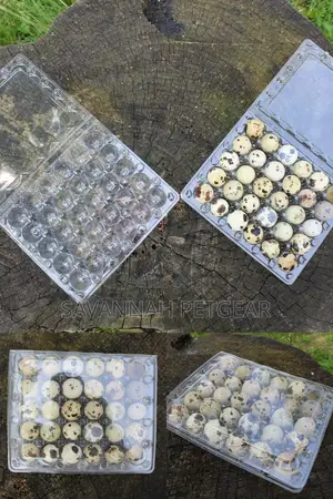 30 Quail Eggs Trays Transparent Plastic Eggs Trays