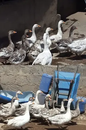 Mature Goose Geese Gander for Sale - Per Bird