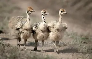 Ostrich Chick Mature