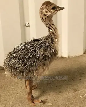 Ostrich Chick Mature