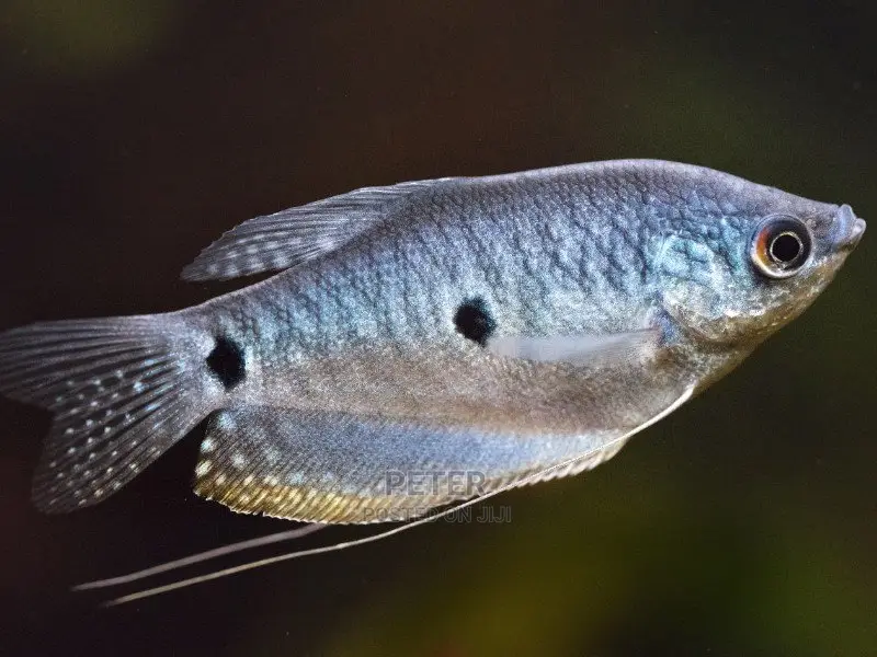 Aqualife Aquarium Store