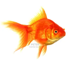 Aqualife Aquarium Store