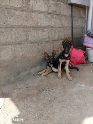 1-3 Months Male Purebred German Shepherd