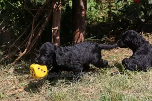1-3 Month Male Purebred Cocker Spaniel