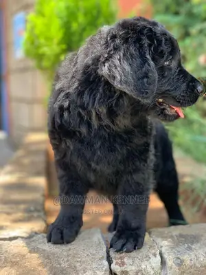 1-3 months Male Purebred Labrador Retriever