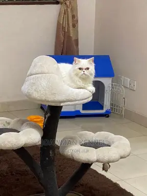 1+ Year Female Purebred Persian