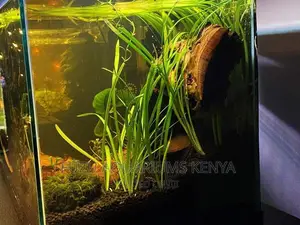 Aquarium Live Plant Aquatic