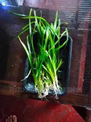 Aquarium Live Plant Aquatic