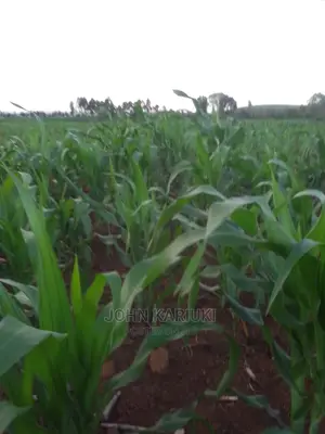 Sipili Laikipia 5 Acres On Sale