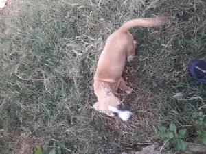 1-3 Month Female Purebred American Pit Bull Terrier