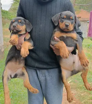 1-3 Month Female Purebred Rottweiler