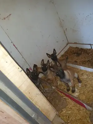 1-3 Month Female Purebred Belgian Malinois