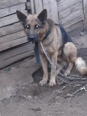 1+ Year Male Purebred German Shepherd