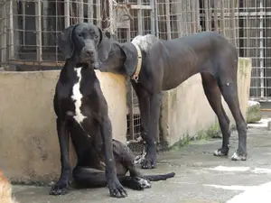 1+ Year Female Purebred Great Dane