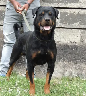 1+ Year Male Purebred Rottweiler