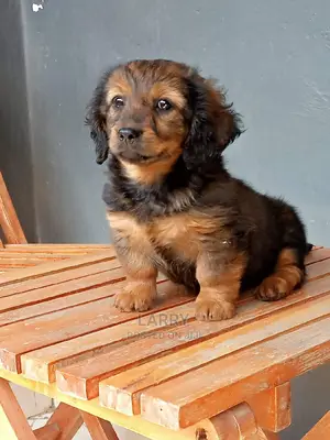1-3 Month Female Purebred Dachshund