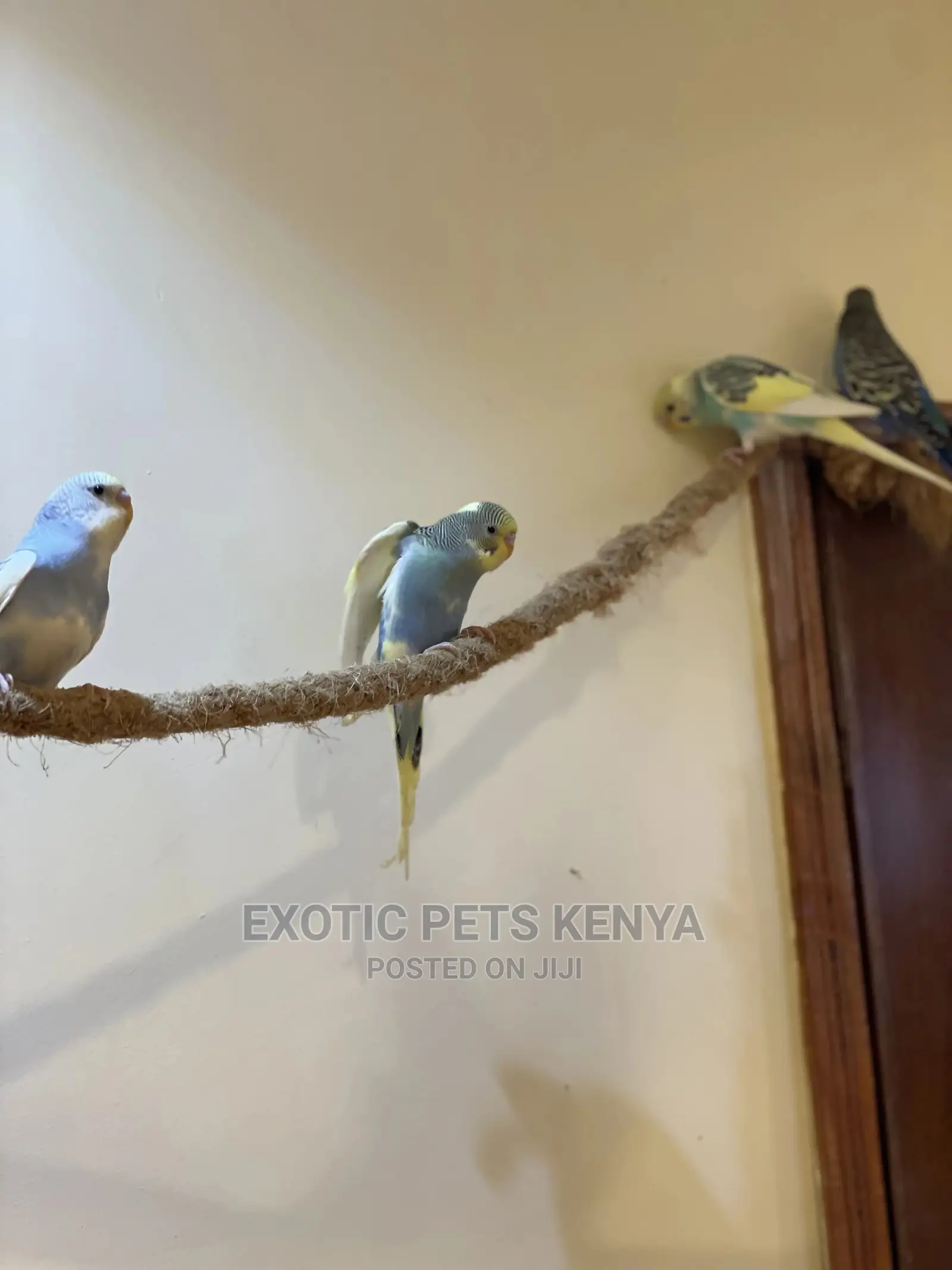 Colourful Budgie Pairs