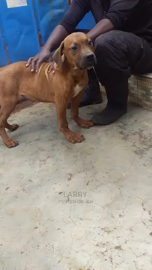 1-3 Month Male Purebred Boerboel