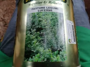 Lucerne Aurora Legume Pasture Seeds