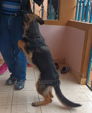 1-3 Month Male Purebred German Shepherd