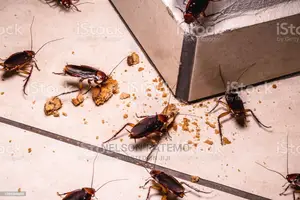 Cockroach Fumigation in Nairobi, Bedbugs Fumigation Near Me