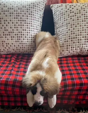 3-6 Month Female Purebred Saint Bernard