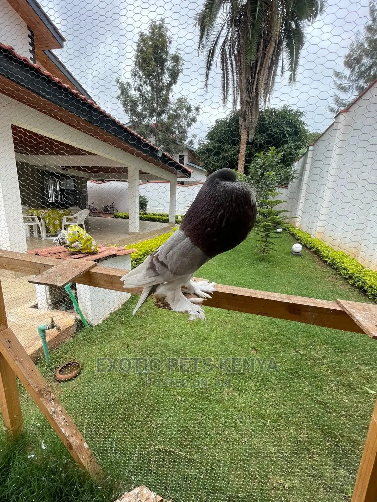 Pomeranian Pouter Breeding Pair