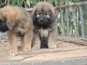 1-3 Months Female Purebred Caucasian Shepherd
