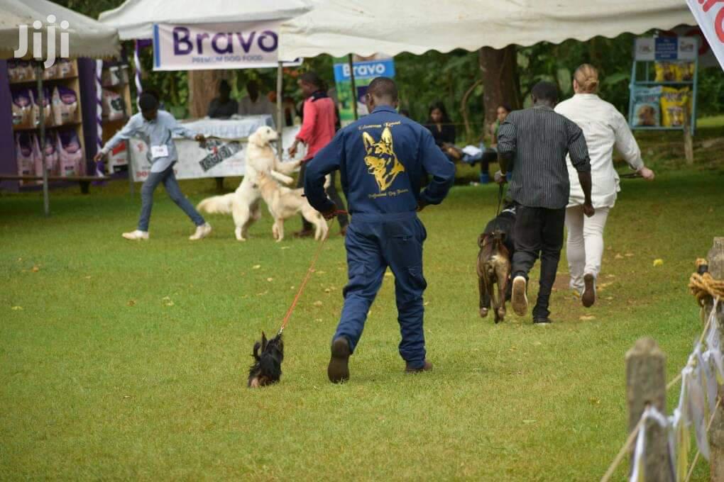 Dog Trainer