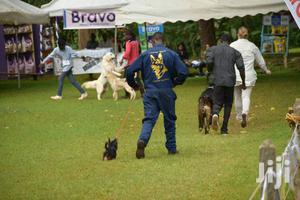 Dog Trainer