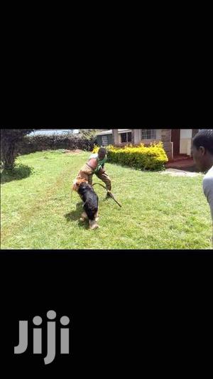 Dog Trainer