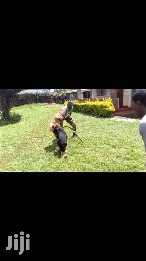 Dog Trainer