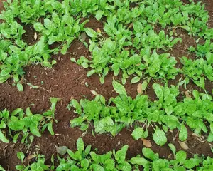 Swiss Chard/Fordhook Giant Spinach Seedlings