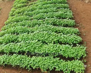 Managu Seedlings