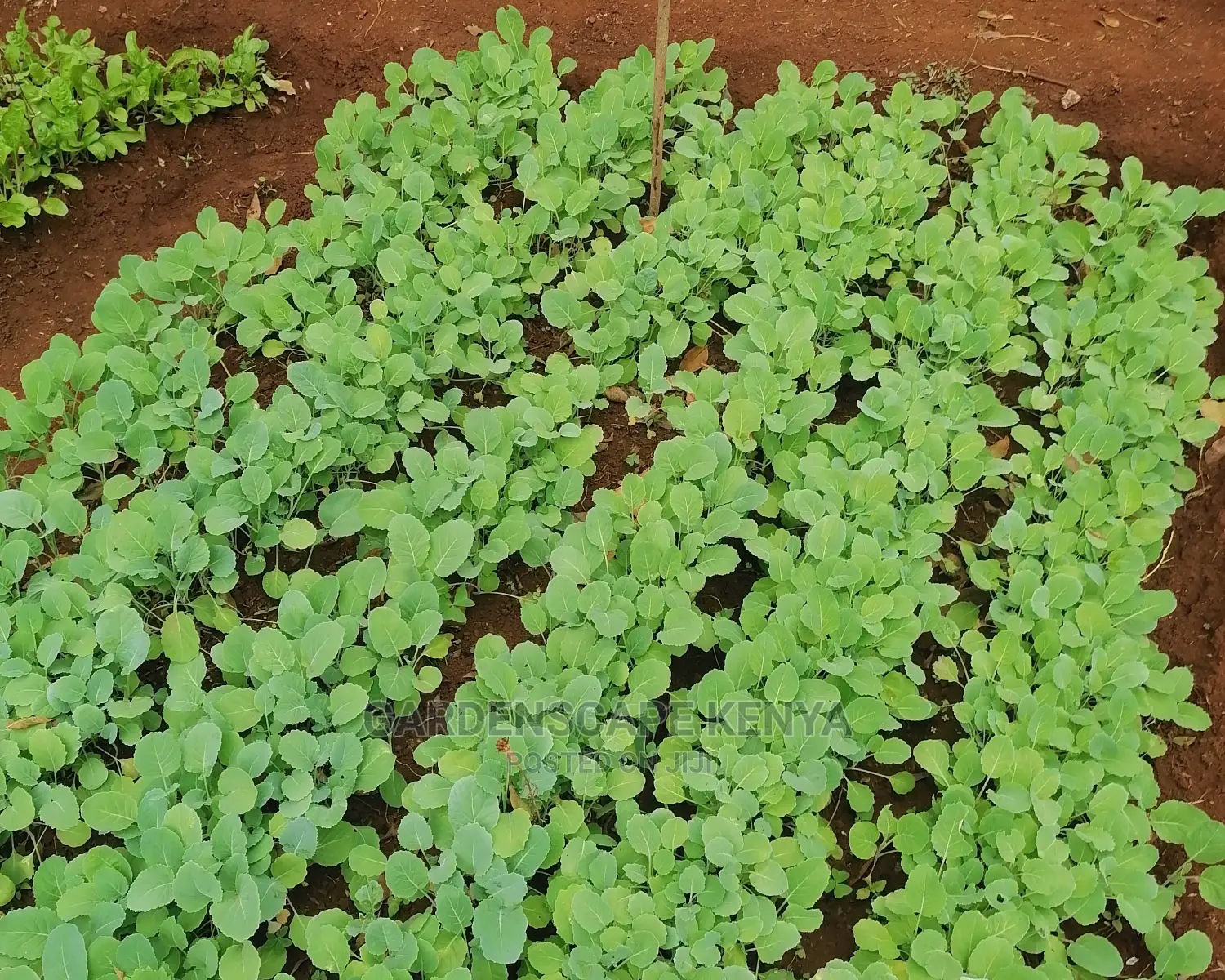 Sukuma Wiki Seedlings