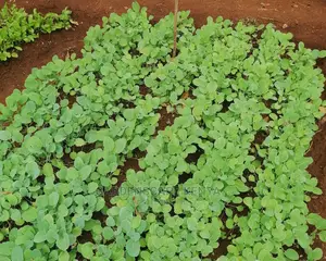 Sukuma Wiki Seedlings