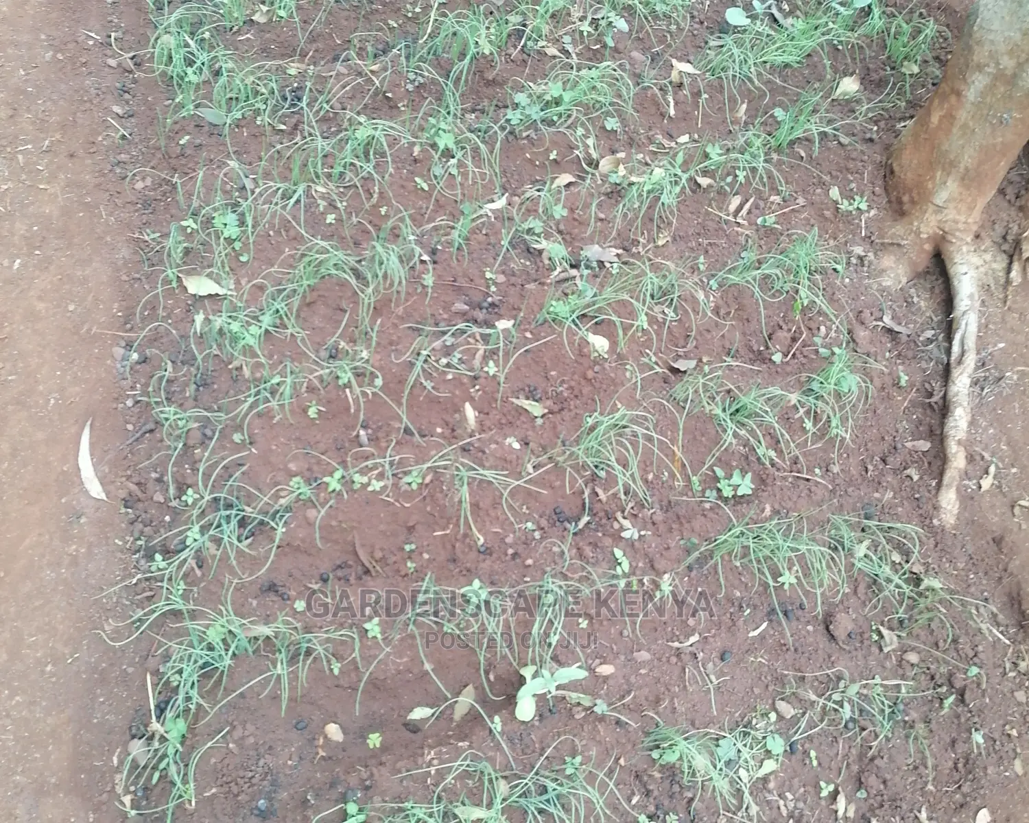 Onion Seedlings, Red Creole Type.