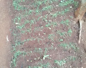 Onion Seedlings, Red Creole Type.