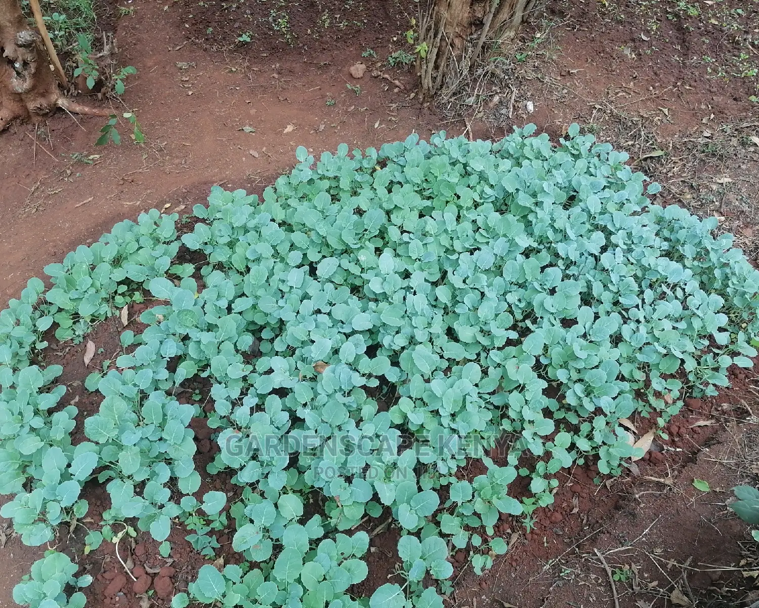Broccoli Seedlings