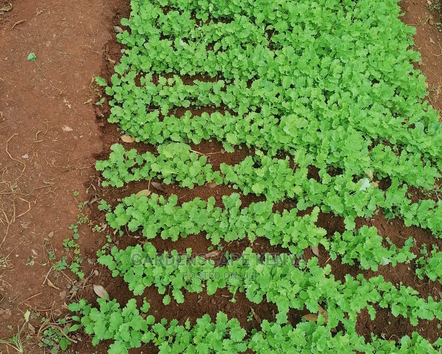 Kales Seedlings-Half Tall Curled M