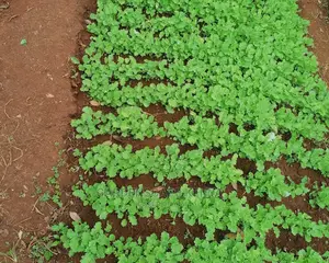 Kales Seedlings-Half Tall Curled M