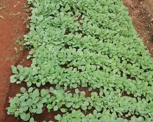 Gloria Star Fia Seedlings