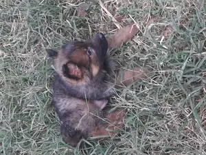 1-3 Months Male Purebred German Shepherd