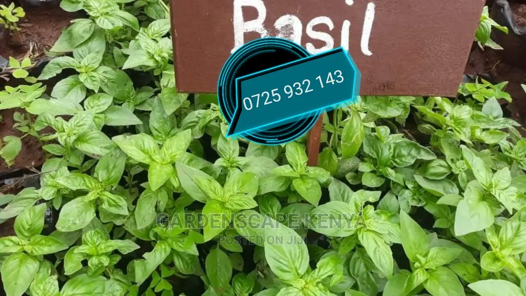 Basil Herbs