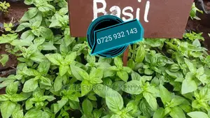 Basil Herbs