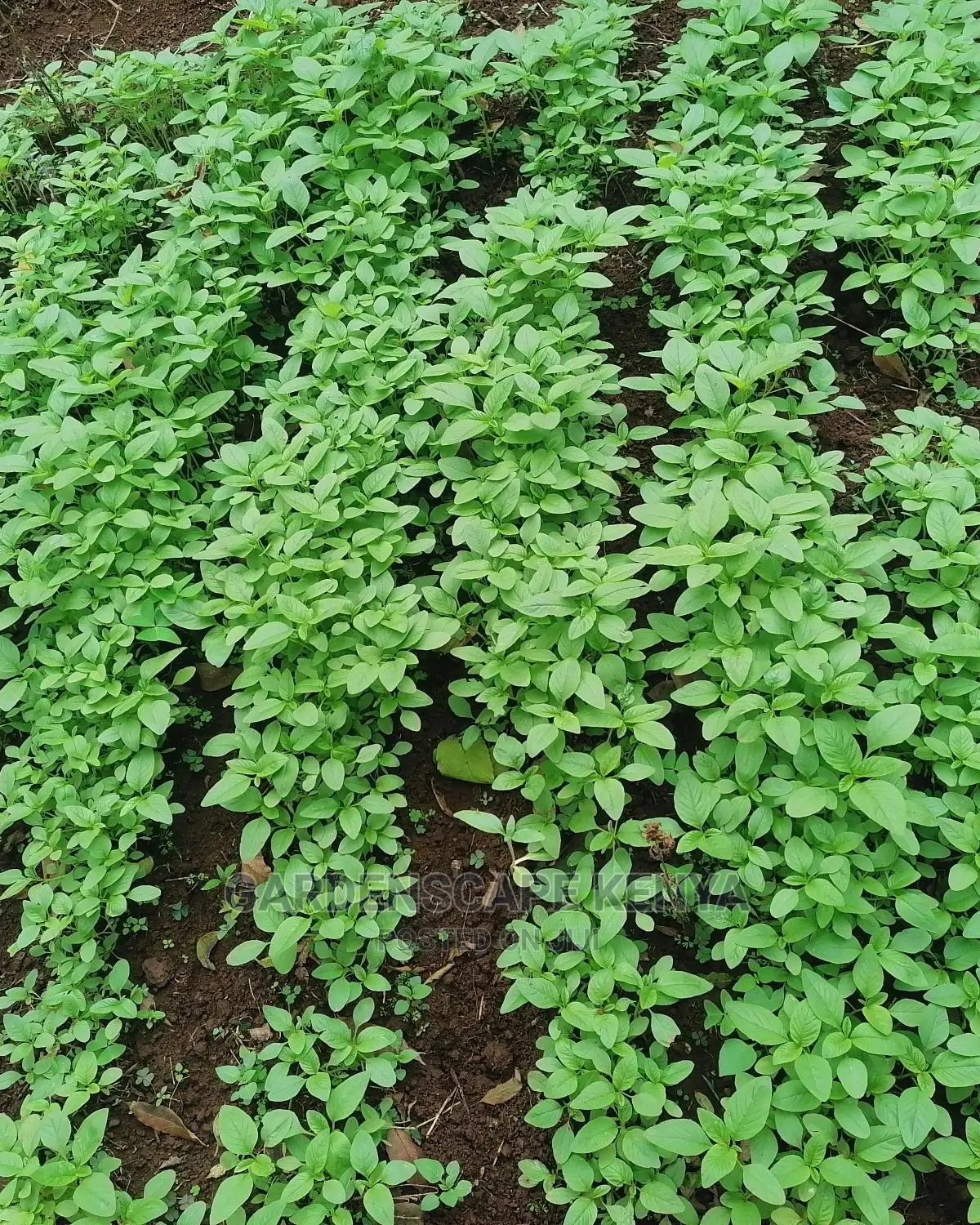 Terere Seedlings