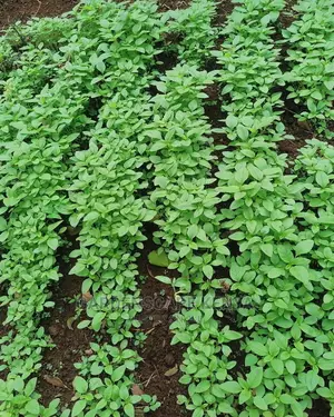 Terere Seedlings
